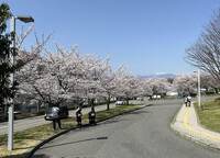 松本の桜