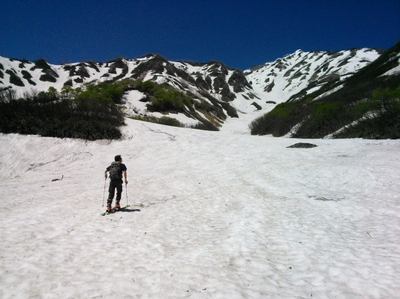 初夏の白馬、輝くブナ林と残雪スキーだ！