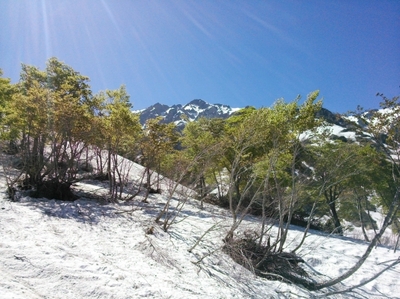 初夏の白馬、輝くブナ林と残雪スキーだ！