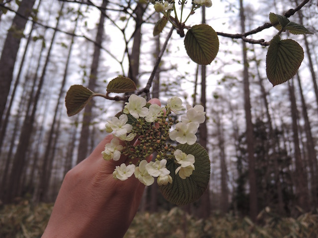5/1 植物園定例観察会、花、手打ちそば岳 5/1 植物園定例観察会、花、手打ちそば岳