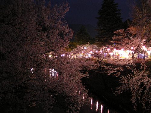 ライトアップ無しの夜桜も……