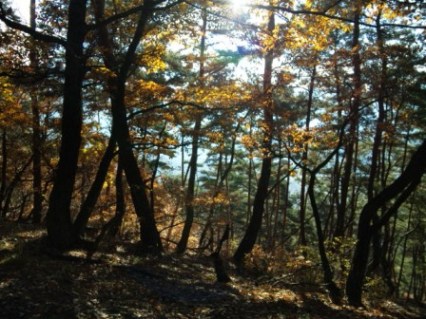 晩秋の尼巌山