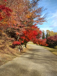 紅葉