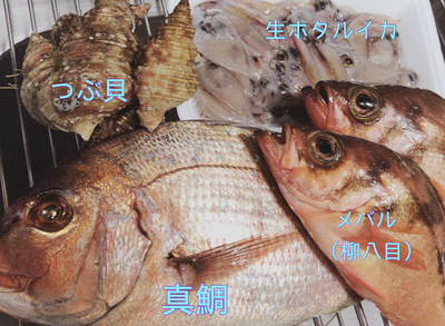 生ホタルイカ焼き‼️ 真鯛・つぶ貝刺身‼️ 柳八目焼き‼️