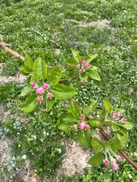 リンゴの花も