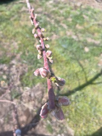 桃の開花もすぐに