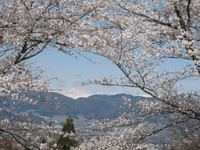 お花見2013