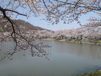 お花見2013　その②