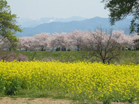 お花見2013　その③
