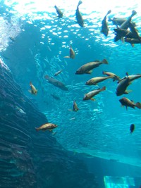 アレっ子と海③海がたり編