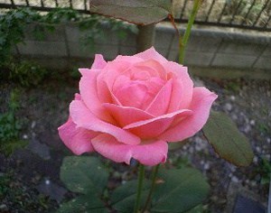 大切な一輪は・・・
