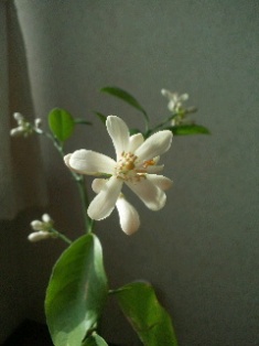レモン開花