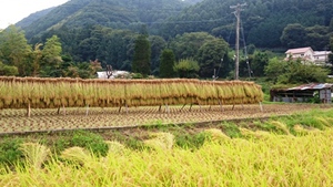 はぜかけ米の七草粥
