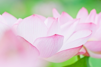 Venus Beauty