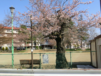 守田公園の桜