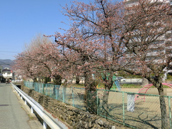 守田公園の桜