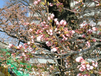 守田公園の桜