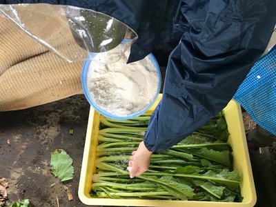 初冬の風物詩