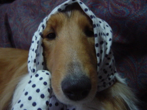犬ショット