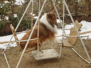 犬ショット