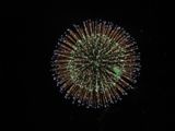 長野えびす講煙火大会