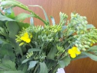 菜の花のおひたし