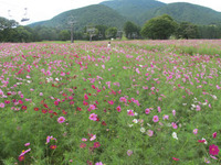 秋のお花見