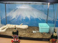 ヘビとアルパカを見に行きました