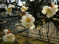 梅は咲いたか～♪
