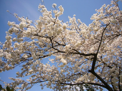 ご近所桜巡り　その1