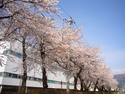 ご近所桜巡り　その1