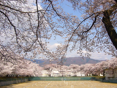 ご近所桜巡り　その1