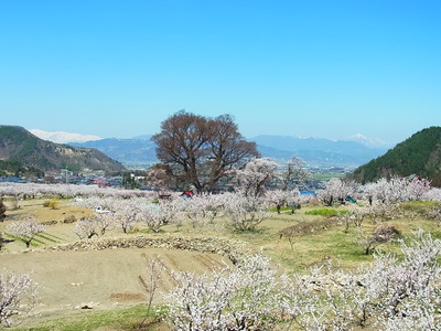 あんずの里・・・再び