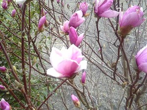 お父さんと赤モクレン