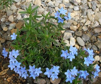 blue-
