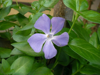 blue-