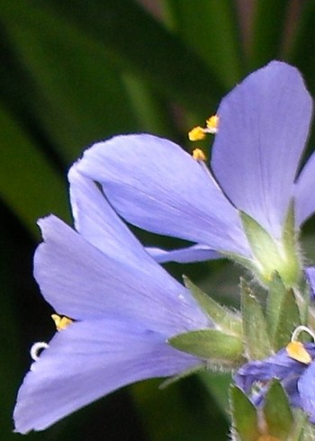 blue-