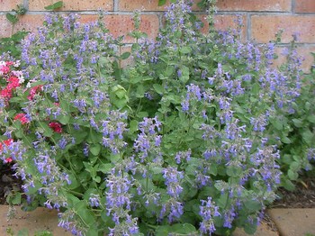 blue-