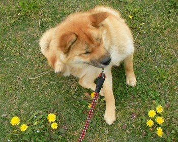 たんぽぽと戯れて