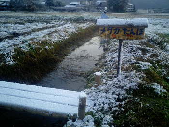 メダカ田んぼにも雪が