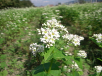 そばの栽培（開花）