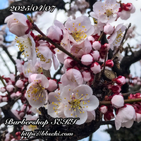 本日明日は定休日です…