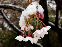 桜と雪のコラボ