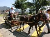馬車に乗りませんか？