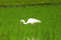 朱鷺が佐渡島から塩尻にやって来た
