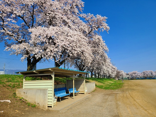 塩尻市営運動公園の桜が満開です。