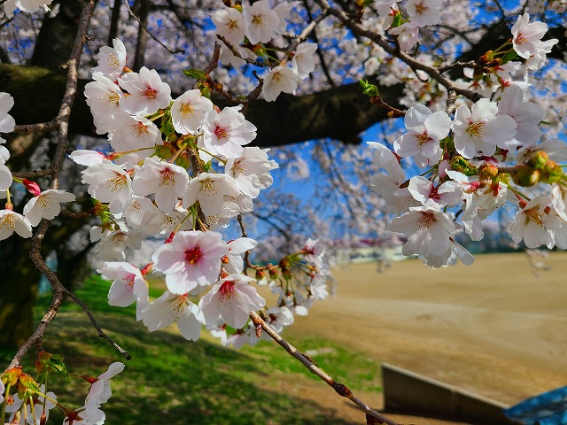 塩尻市営運動公園の桜が満開です。