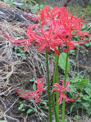 季節の花