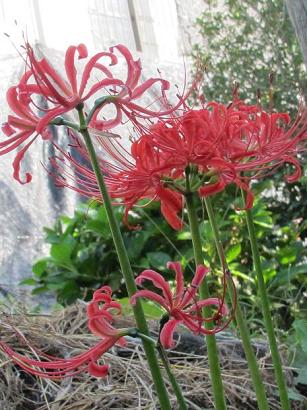 季節の花
