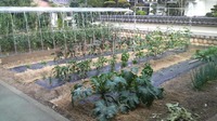 番頭菜園